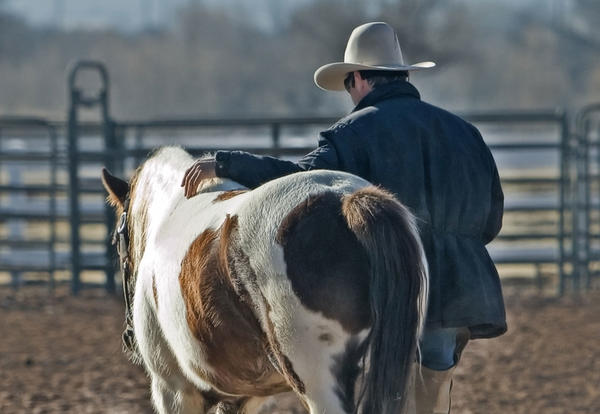 Man in a cowboy hat with a horse